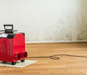 Black Mold Removal Los Angeles