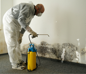 Mold Removal Companies Los Angeles